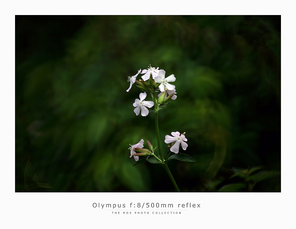 Olympus Zuiko f:8/500mm reflex