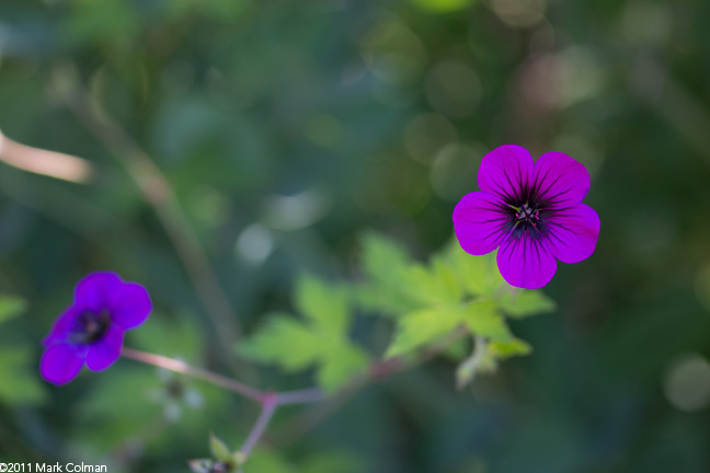 Contax Zeiss 60/2.8 C Makro-Planar T*