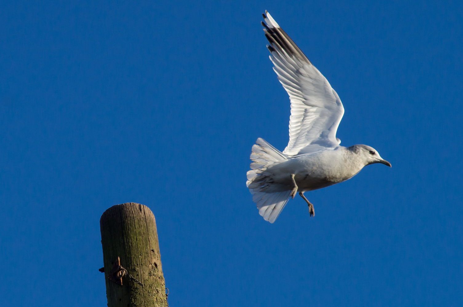 sea gulls., This is a shot taken with my Asahi Pentax SP 10…