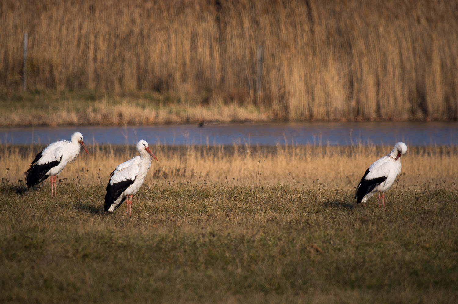 rokkor 500mm f8