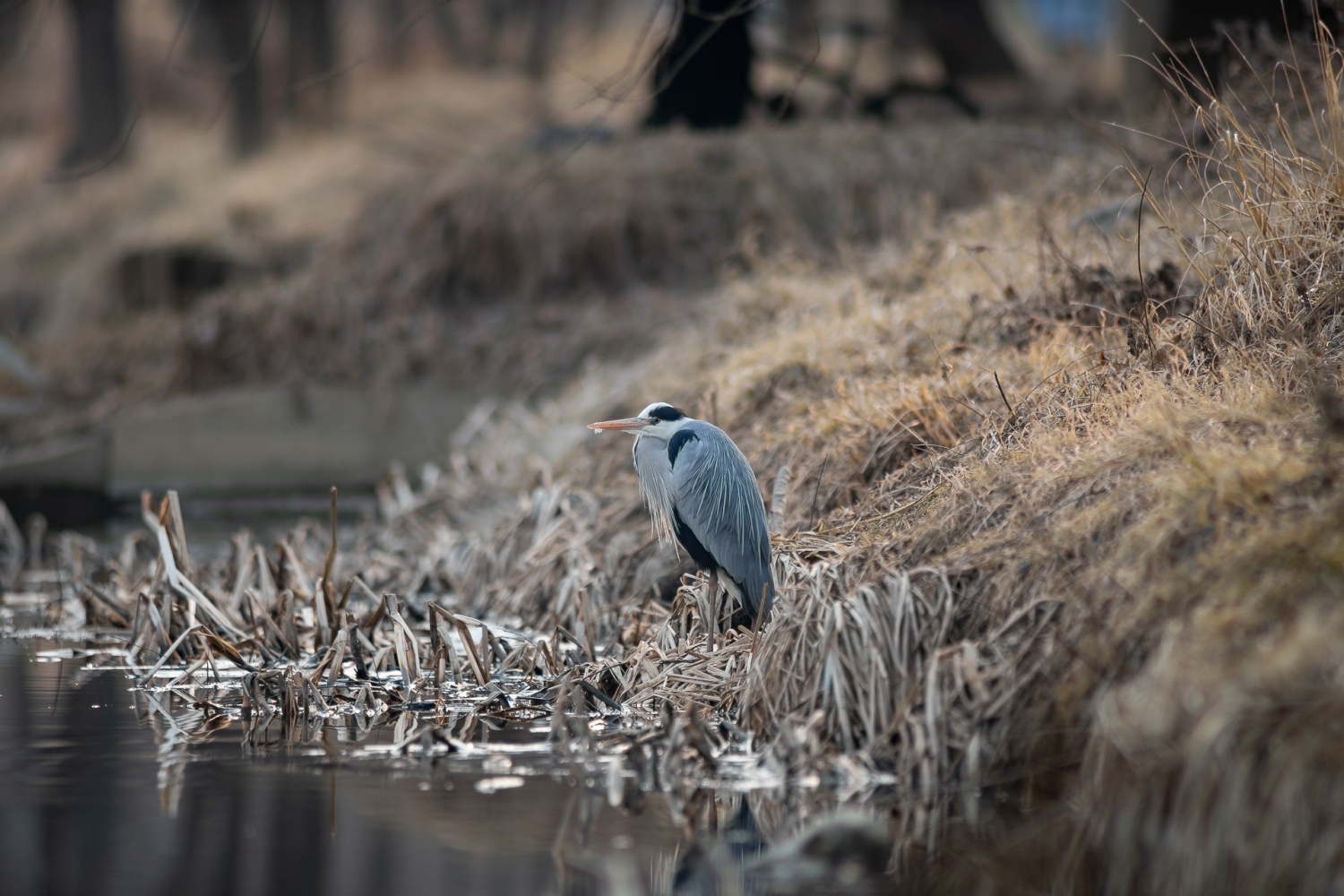 Canon FD 600mm F/4.5 Sample Photo