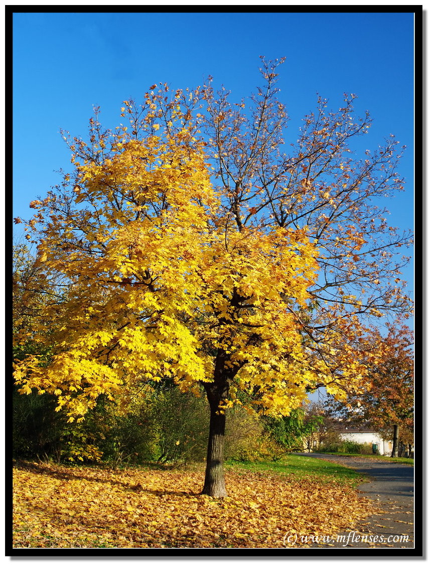 Konica 24mm f2.8 - Autumn tree