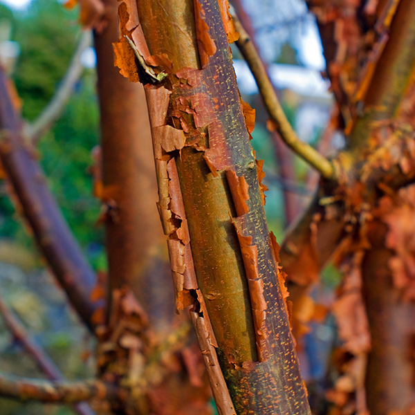 Tree Bark - MIR 38 3.5/65 at f/8